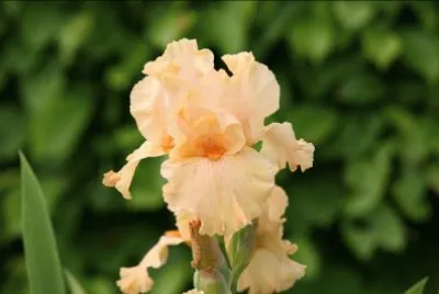 iris