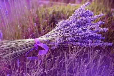 Lavanda