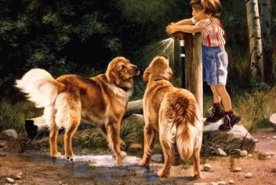 animais