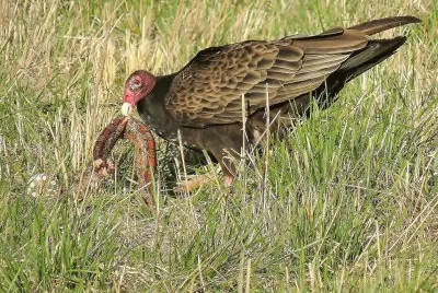 פאזל של Buzzard