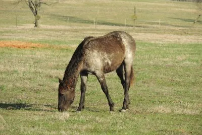 פאזל של Late Afternoon Grazing