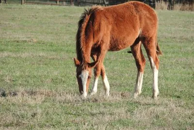 פאזל של Horse Grazing