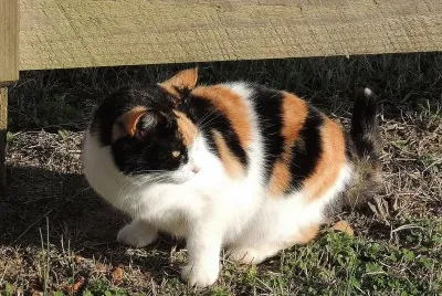 פאזל של Calico Cat