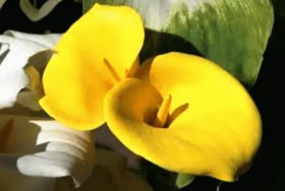 Copo de Leite Amarelo