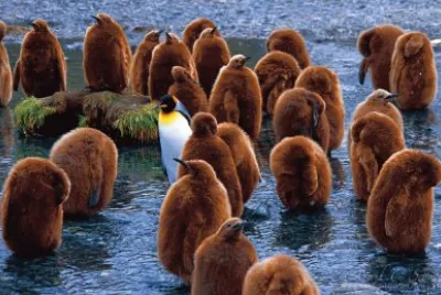 217809_331261356982838_1136192522_n