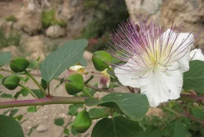 Flor e semente de Alcaparra