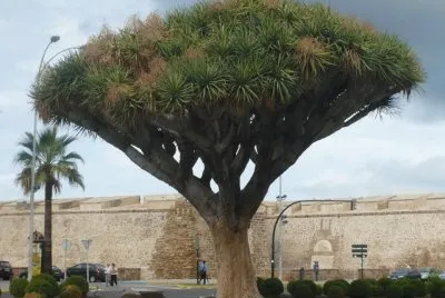 drago,cadiz