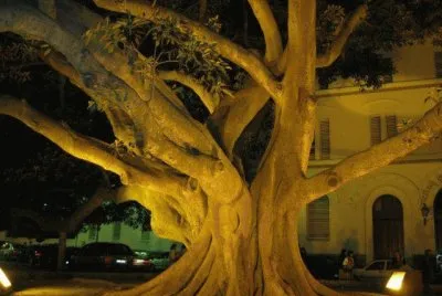 ficus cadiz