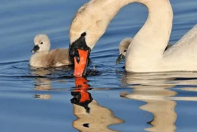 Cisne