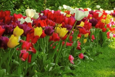 As Tulipas