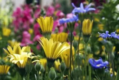 Flores Lindas