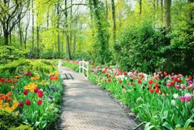 Tulipas em Jardim