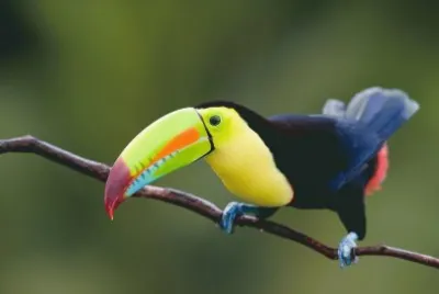Tucan