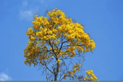 Mata AtlÃ¢ntica - IpÃª amarelo