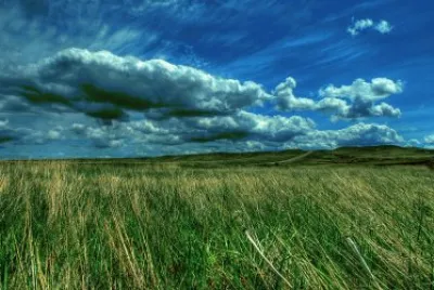 Low in the Meadows