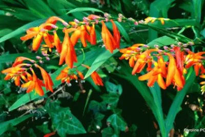 fleurs: crocosmias