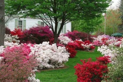 jardin