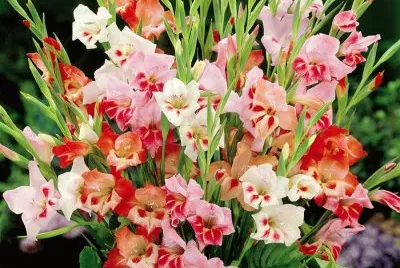 fleurs: glaieuls nains colvilis