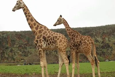 Girafas jigsaw puzzle
