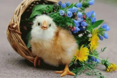 פאזל של Easter Chicken