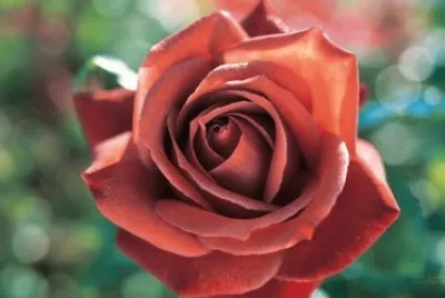 פאזל של Beautiful Rose