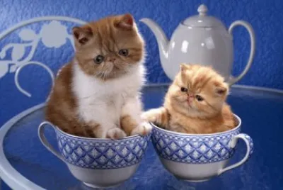 Kittens in a Cup