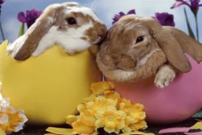 פאזל של Easter Bunnys