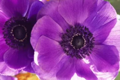 פאזל של Purple Flower