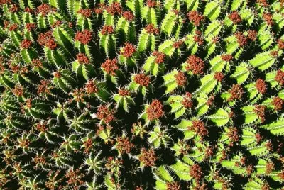 Cactus jigsaw puzzle