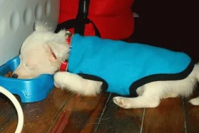 Tango Durmiendo