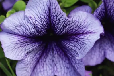 פאזל של Purple Passion