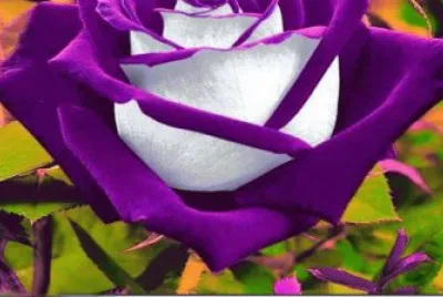פאזל של Purple Rose