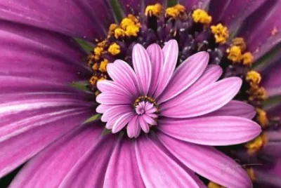 פאזל של Purple droste