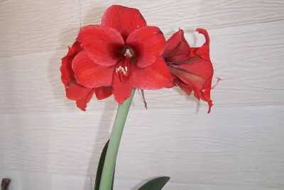 red flower