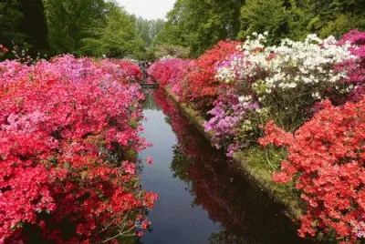 CÃ³rrego e flores