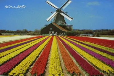Cata vento e tulipas