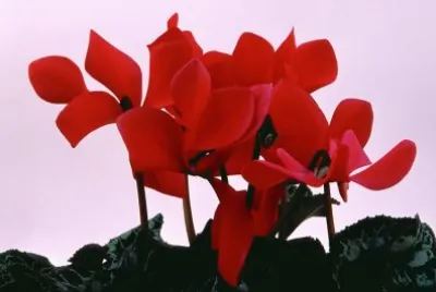 cyclamen