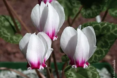 cyclamen