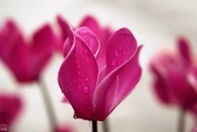 cyclamen