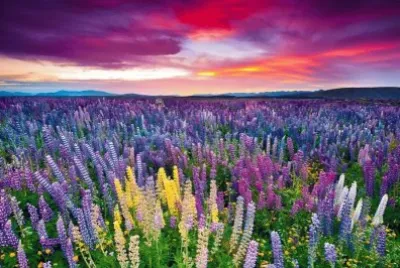 champ de lupins