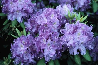 Husky Mania Rhododendrons-UConn, Ct