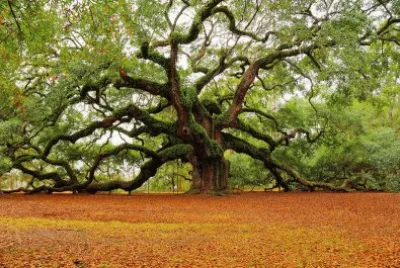 arbre jigsaw puzzle