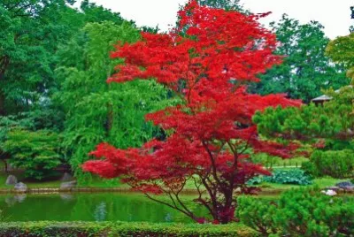 פאזל של jardin