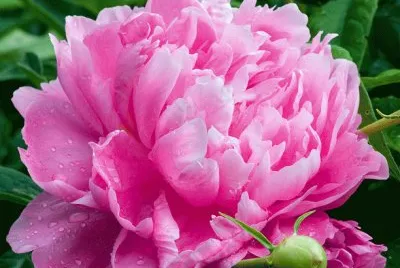 fleurs: pivoine