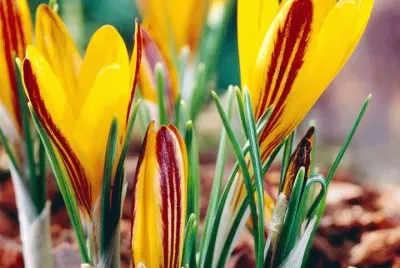 fleurs: crocus