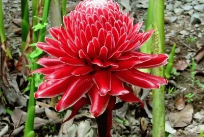 fleurs: