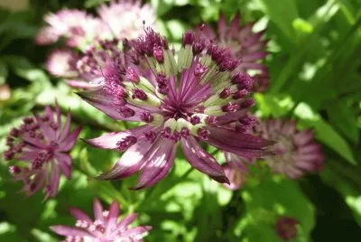 fleurs: