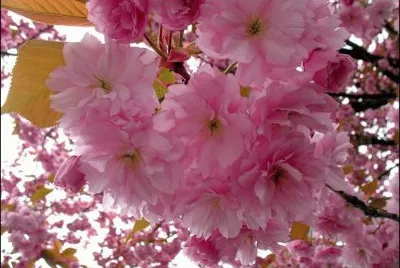 fleurs: cerisiers