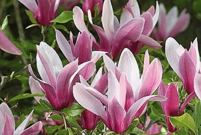 fleurs: magnolia
