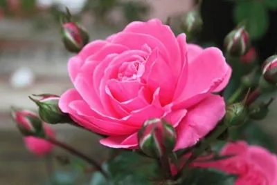 fleurs: rose jigsaw puzzle